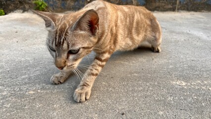 Close up kitten outdoor