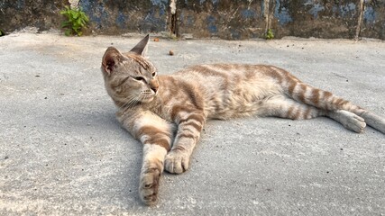 cat on the rocks