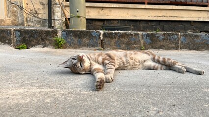 Kitten at street domestic shorthair