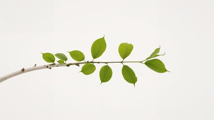 Obraz premium Sleekly shaped birch branch set on a simple background