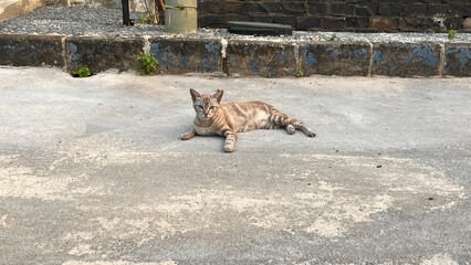 Domestic short hair laying down on street