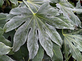 frost on leaf