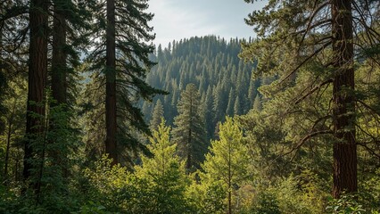 Expansive Woodland of Towering Trees Surrounded by Vibrant Nature