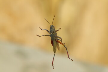 a macro shot of a brown bug