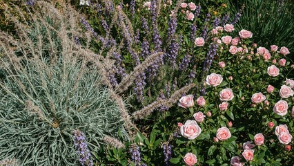 Obraz premium A vibrant summer garden with pink roses, wild sage, woodland sage, and assorted perennial plants