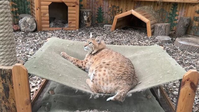 Lynx named Stepan resting on a suspended hammock in the zoo surrounded by wooden d&eacute;cor and natural landscape