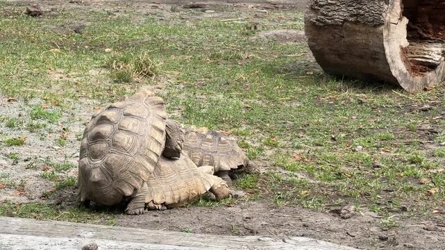 Four turtles slowly walking on the ground &mdash; natural reptile stroll in daylight