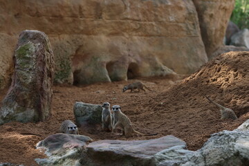 A meerkat stands upright on a rock, keeping watch in a desert-like enclosure. Another meerkat is...