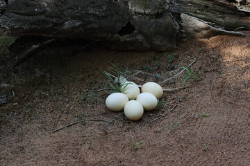 A group of large, pale eggs lying on sandy ground, surrounded by scattered feathers and grass....