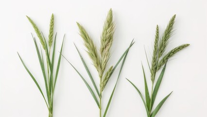 Obraz premium Three different versions of vibrant spring grass set on a white background