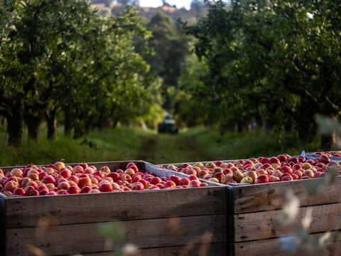 Newly harvested apples in a wooden crate in the orchard