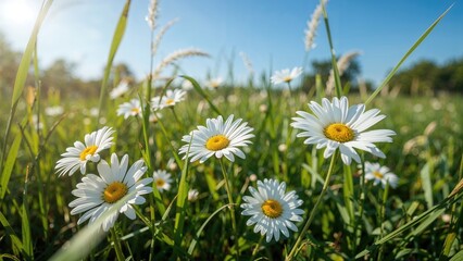 Obraz premium Healthy daisy flowers sprouting in wild grass under a vivid sunny sky