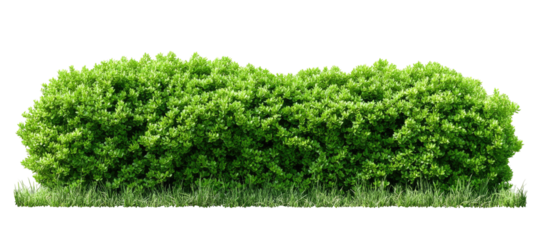Lush green hedge bordering a grassy area