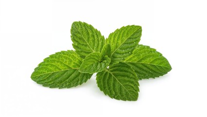 Bright mint leaves set apart on a white canvas with clipping path.