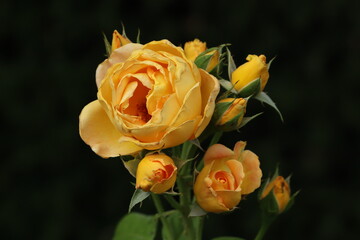 yellow rose