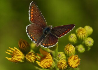 butterfly on flower
