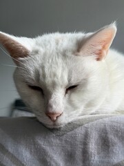 Naklejka premium cat lying on the floor