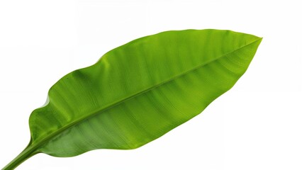 Isolated fresh banana leaf on a white backdrop with clipping path