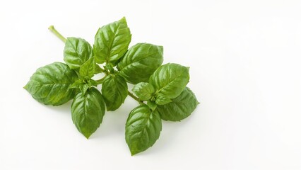 Fototapeta premium Bright basil leaves set on a clean white canvas