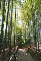 Bamboo Forest at Kodaiji Temple in Kyoto Japan