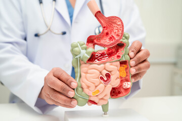 Digestive system with stomach and intestine, Asian doctor holding human anatomy model for study...