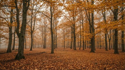 Seasonal change in a vast forest area