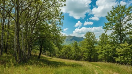 Scenic view of a wooded area with bright blue sky and fresh grass