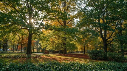 Naklejka premium Sunlit forest area in a city park showcasing autumn foliage and greenery