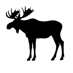 deer vector illustration