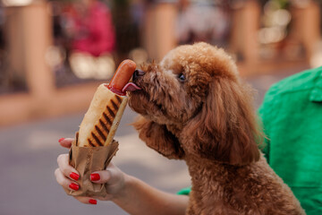 Funny Poodle Dog Eating Street Food Outdoors Love for Animals and Urban Pet Lifestyle Concept
