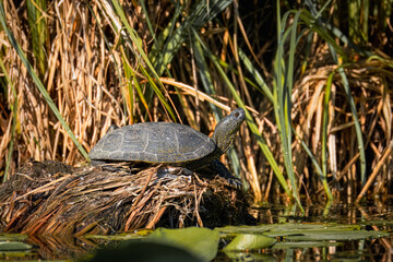 An adult European Pond Turtle lies on a reed-covered bank, basking in the sunlight in its natural habitat on a sunny summer day.