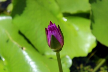 A close-up photo of a vibrant purple lotus bud rising above lush green leaves in a tranquil pond,...