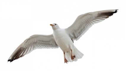 Fototapeta premium Seagull in flight against a white backdrop