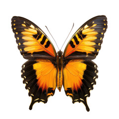 Fototapeta premium Close-up of a vibrant orange and black butterfly