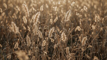 Fototapeta premium Blooms fading in drought season, stunning, botany, backlight effect, imaginative scene, autumnal grass, blue stems