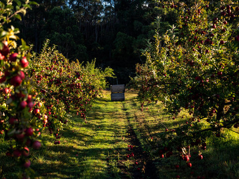 Orchard lane with rows of apple trees
