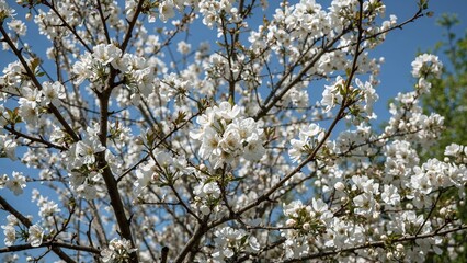 Plum tree in full bloom