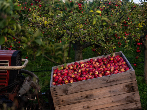 Shiny Red Apples in an wooden bin in fruit Orchard