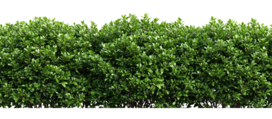 Dense green hedge (1)