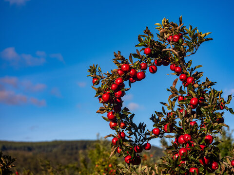 Shiny Red Apples on Tree branch in fruit Orchard on a sunny morning