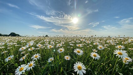 Sunlit daisy field basking under a clear sky
