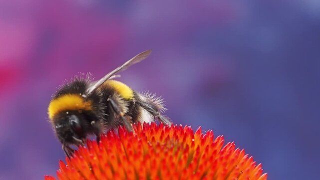 Closeup shot of a bumblebee pollinating a vibrant echinacea flower on a sunny day