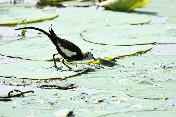Pheasant tailed Jacana