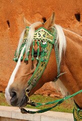 Morocco, Rabat, portrait of an Arab horse with decorated military bridle and headband.