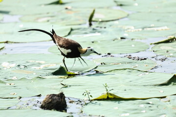 Pheasant tailed Jacana