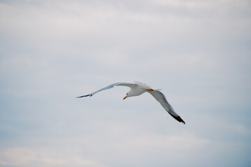 Seagull flies against the sunset sky over the sea. Background travel brochure