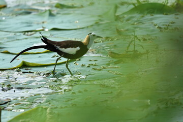 Pheasant tailed Jacana