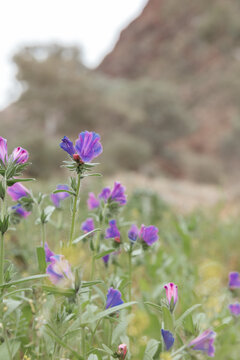 Close-up of purple flowers in the wild Paterson's curse