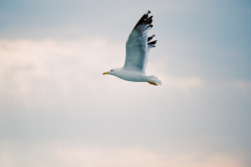 Seagull flies against the sunset sky over the sea. Background travel brochure