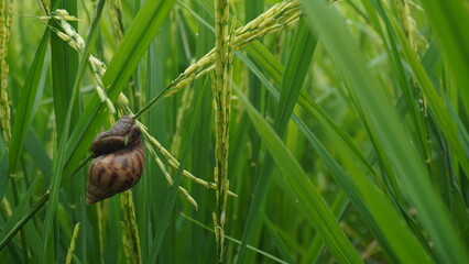 Snails eat rice plants that are still green